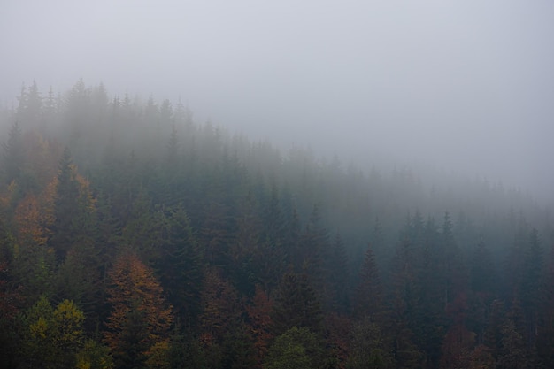 叶片一能进行光合作用着部位是（　　）A．只有表皮细胞B．只有叶肉细胞C．只有保卫细胞D．所有含叶绿体的
