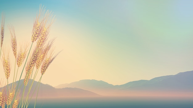 叶片一能进行光合作用着部位是（　　）A．只有表皮细胞B．只有叶肉细胞C．只有保卫细胞D．所有含叶绿体的